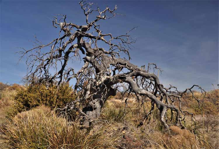 dead tree